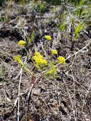 Lomatium ambiguum