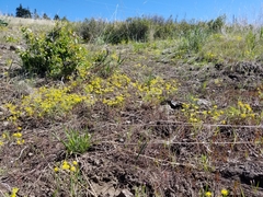 Lomatium ambiguum