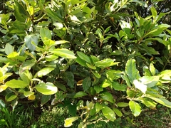 Laurus azorica