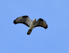 Pernis apivorus