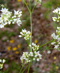 Galium glaucum