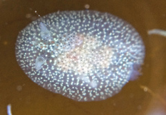 Corambe pacifica