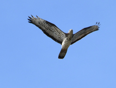 Pernis apivorus