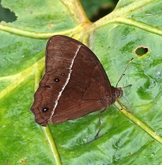 Parataygetis lineata