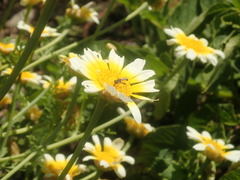 Syrphidae
