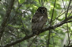 Strix leptogrammica