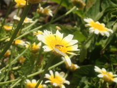 Syrphidae