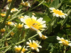 Syrphidae