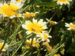 Syrphidae