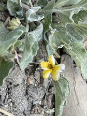 Viola purpurea aurea