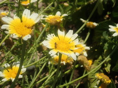 Syrphidae