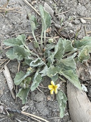 Viola purpurea aurea