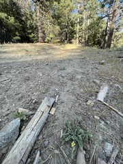 Viola purpurea aurea