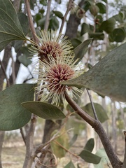 Hakea petiolaris