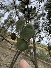 Hakea petiolaris