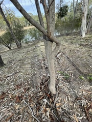 Hakea petiolaris