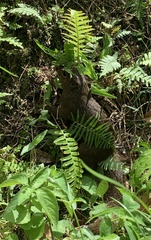 Callosciurus notatus