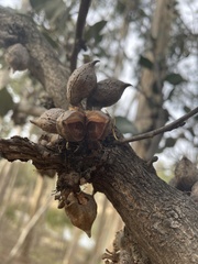 Hakea petiolaris