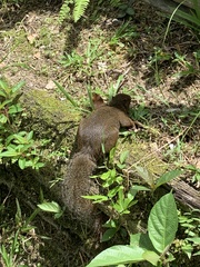 Callosciurus notatus