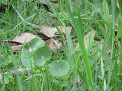Zonotrichia capensis