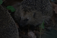 Erinaceus