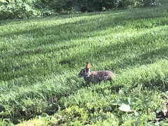 Sylvilagus floridanus