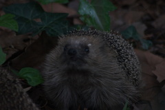 Erinaceus