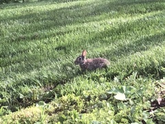 Sylvilagus floridanus