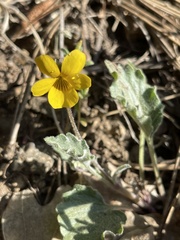 Viola purpurea aurea