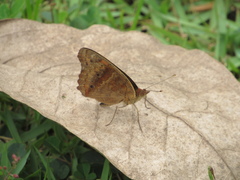 Lepidoptera