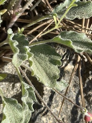 Viola purpurea aurea