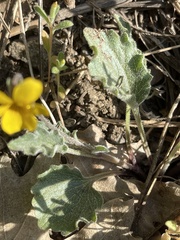 Viola purpurea aurea
