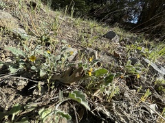 Viola purpurea aurea