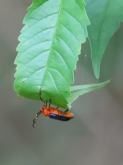 Astathes episcopalis