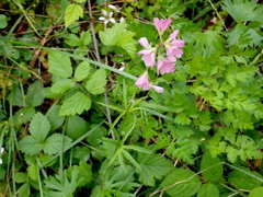 Sidalcea virgata