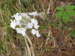 Cardamine trifida