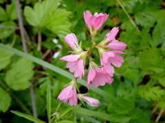Sidalcea virgata