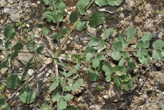 Pimpinella villosa
