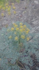 Lomatium roneorum