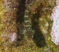 Parablennius intermedius