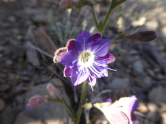 Malesherbia linearifolia