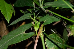 Gonolobus incerianus