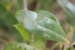 Chinamiris aurantiacus