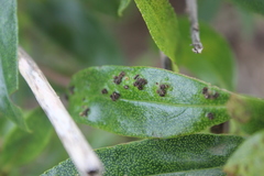 Chinamiris aurantiacus