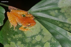 Nyctixalus pictus
