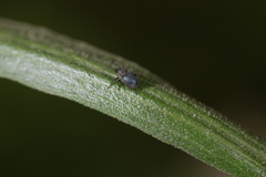 Ceutorhynchus erysimi