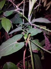 Gonolobus incerianus