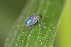 Ceutorhynchus erysimi