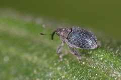 Ceutorhynchus erysimi