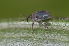 Ceutorhynchus erysimi